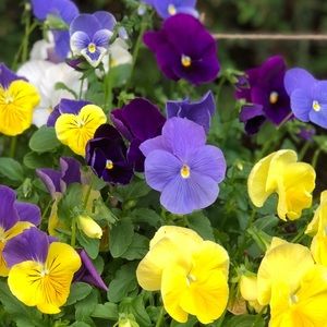 Meet your Posher, Li